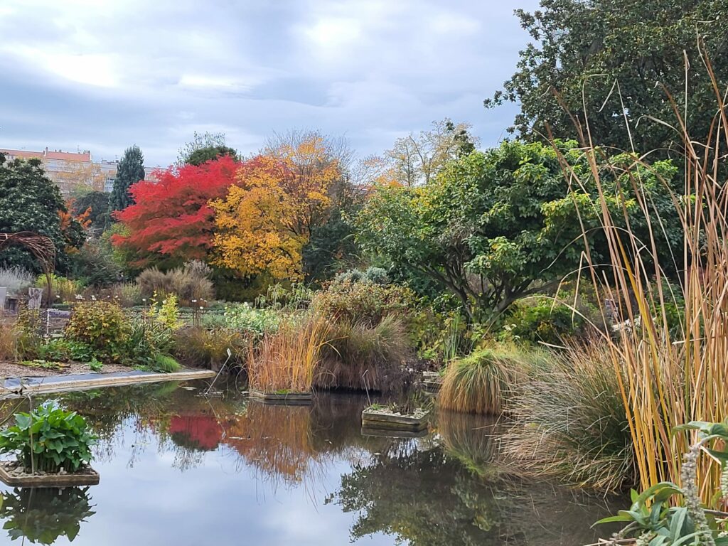 Ambiance automnale d'un jardin aquatique