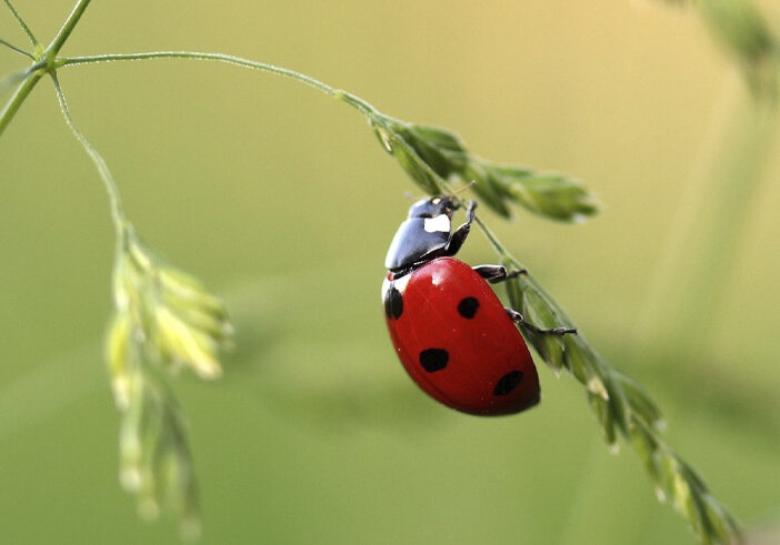 coccinelle jardin d'avenir